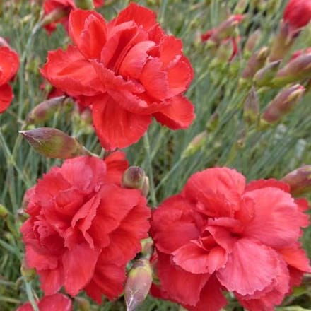6 x Dianthus 'David' - Grasanjer Pot 9x9 cm - Roze Sierlijke Bloemen
