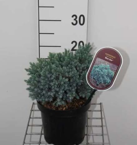 Juniperus squamata 'Blue Star' - Himalaya Jeneverbes 15 - 20 cm in pot