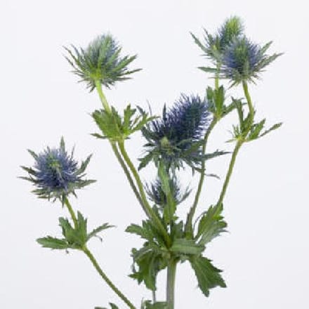 10x Eryngium supernova questar 60cm