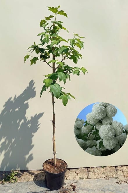 Jonge Sneeuwbal boom | Viburnum opulus 'Roseum' | 150-200cm hoogte