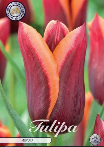 Muvota Triumph Tulpenbollen Bolmaat 12+ 10 Bloembollen