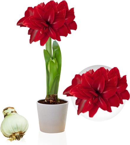 Amaryllis Bol - Double Dark Red - Bloembollen - 1 stuk - Rood - Bloem bollen