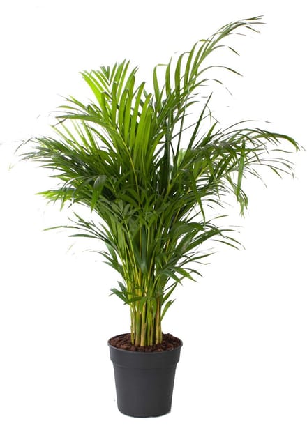Areca palm - Hoogte 140cm - Pot 24cm