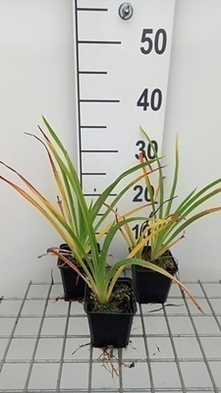 6x Daglelie - Hemerocallis hybr. 'White Temptation' | 9x9 cm pot