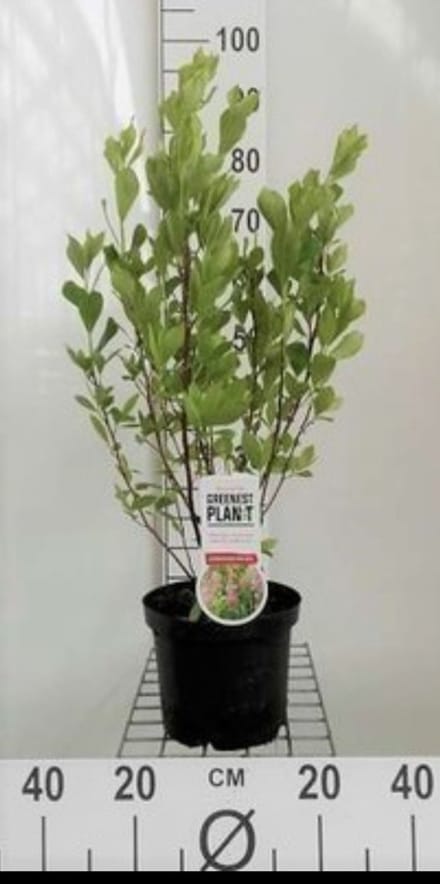 2 x Clethra aln. 'Pink Spire' - Schijnsels 40- 50 cm in pot