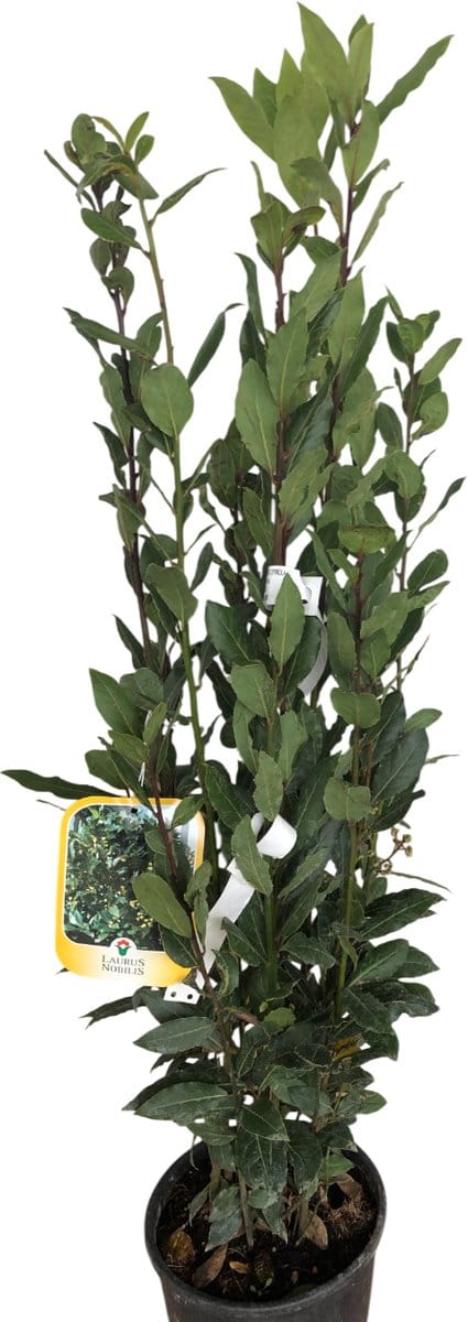Laurus nobilis - Laurierstruik - 60-80 cm in pot