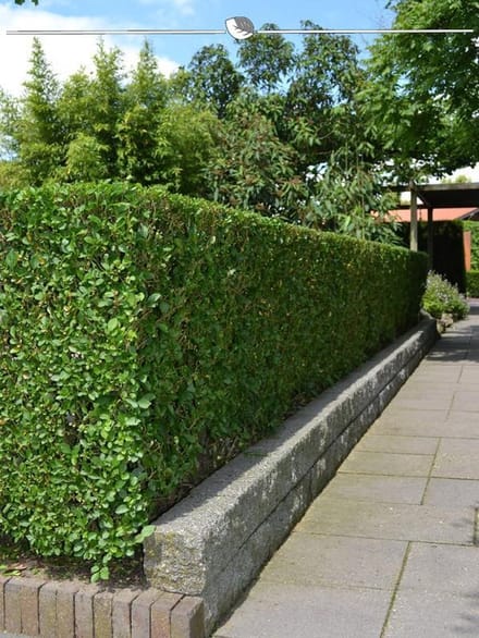 Levensboom Thuja plicata Atrovirens 100-120 cm, 3x Haagplant