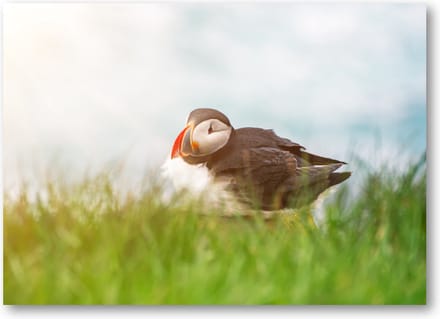 Atlantische papegaaiduikervogel - 70x50 Canvas Liggend - Dieren