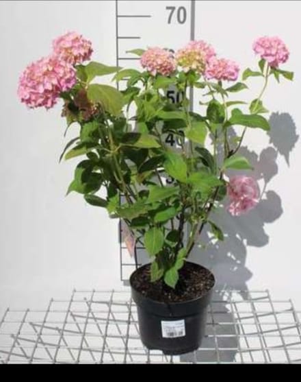 2 x Hydrangea macr. roze/rose - Hortensia 25- 30 cm in pot
