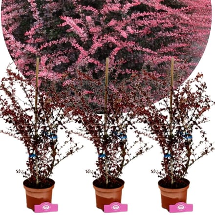 Set van 3 Berberis thunbergii 'Rose Glow' - Zuurbes - 2 liter pot