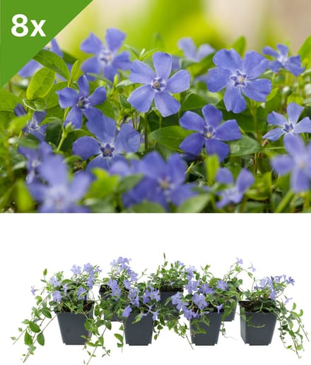 GARDENZO - 8x Vinca minor (Lila Maagdenpalm) set van 8 bodembedekkers voor 1 m2
