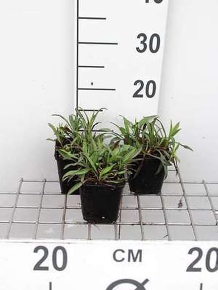 6x Aster - Aster n.b. 'Patricia Ballard' | 9x9 cm pot