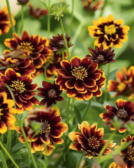 2 sets - Thelesperma Brunette Zaden Cosmidium Burridgeanum Eenjarig