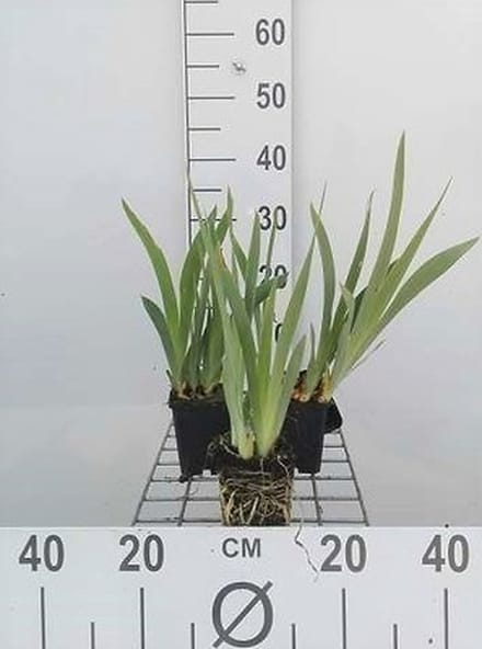 6x Dwergbaardiris - Iris (pum.) 'Bright White' | 9x9 cm pot