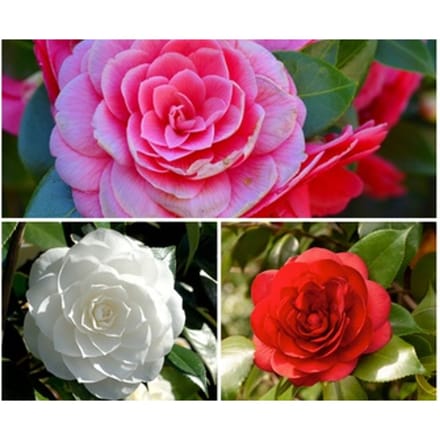 Camellia struiken Japanse roos : XL Tricolor / 1