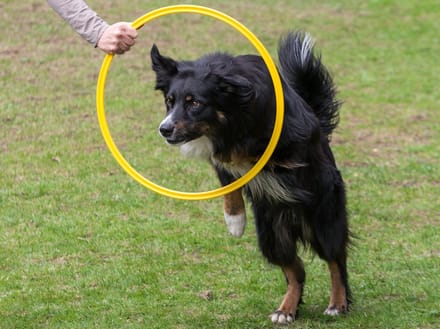 De-Tail Agility Ring Geel 50 cm