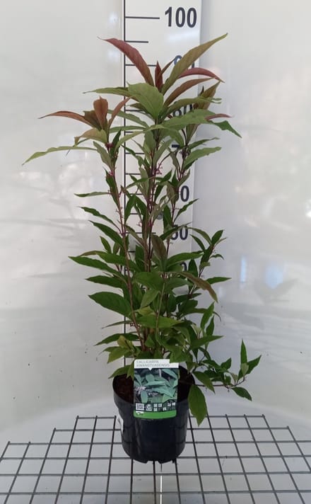 Callicarpa kwangtungensis - Chinese Schoonvrucht 30 - 40 cm in pot