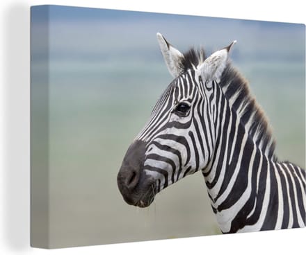 Canvas Schilderij Zebra close-up - 90x60 cm - Wanddecoratie