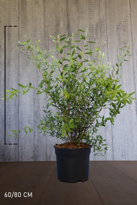 Spierstruik 'Grefsheim' Pot 60-80 cm