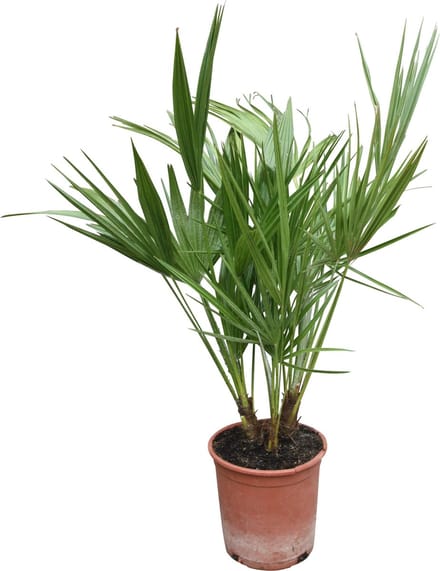 Europese Dwergpalm, Chamaerops Humilis 90cm