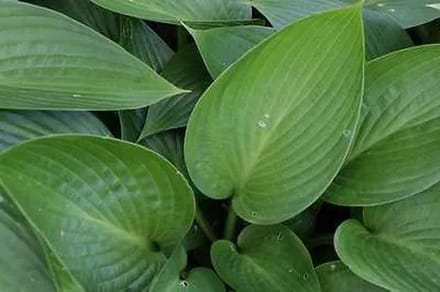 6x Hartlelie - Hosta hybr. 'Devon Green' | 9x9 cm pot