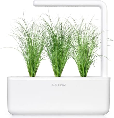 Click & Grow Ornamental Grass / 3-pack
