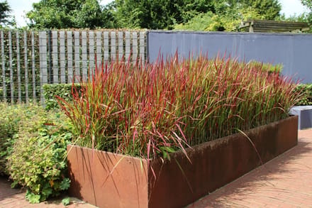 Imperata cylindrica ‘Red Baron’ – 12x P9 – Japans Bloedgras Siergras met Rode Bladtoppen