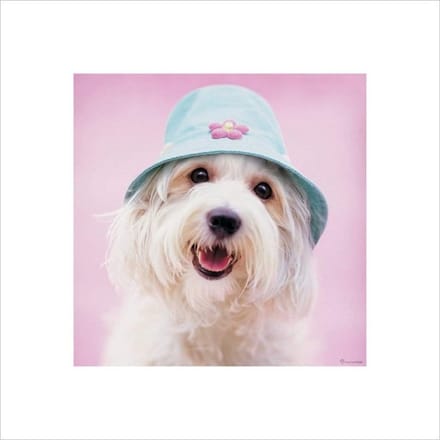 Pyramid Poster - Rachael Hale Cindy - 40 X 40 Cm - Multicolor