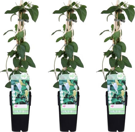 3x - Lonicera japonica 'Halliana' - ↨65cm - Ø15