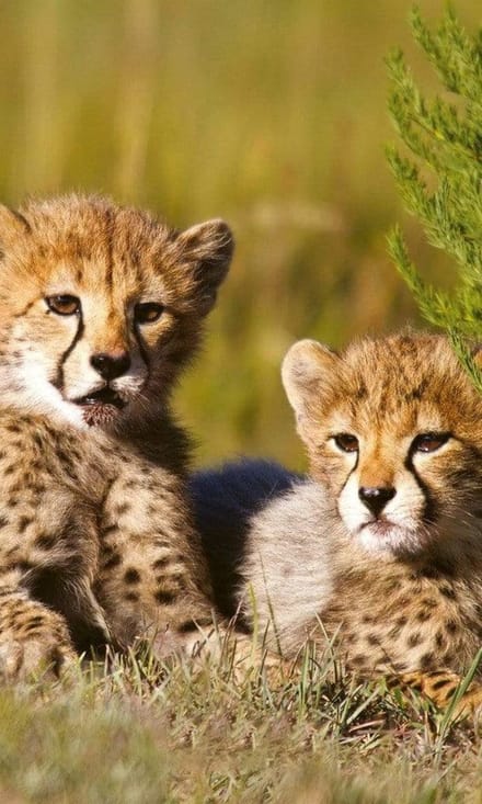 Fotobehang - Cheetah 150x250cm - Vliesbehang