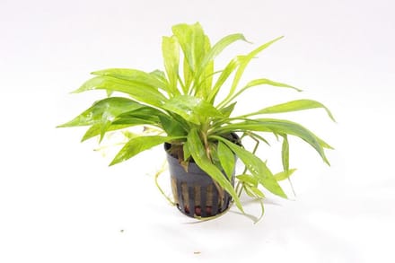 Moerings Echinodorus magdalenensis in 5 cm pot