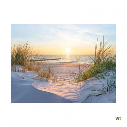 Poster Helmgras ondergaande zon 80x 60 cm