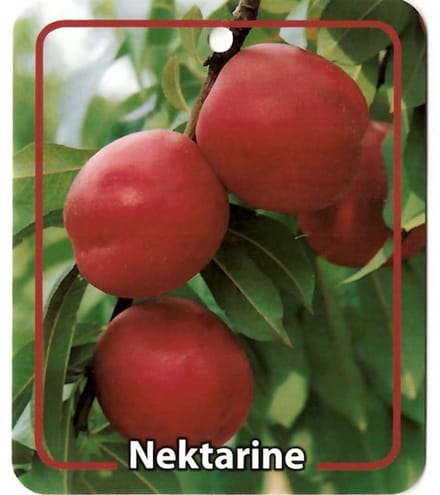 Oosterik home - Prunus Persica Var. Nucipersica Nektarine