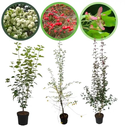 Zeeuwse haag pakket in pot 60-100 cm