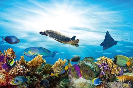 Fotobehang - Fish 375x250cm - Vliesbehang