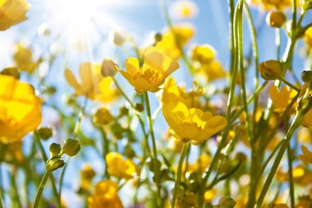 Fotobehang - Yellow Flowers 375x250cm - Vliesbehang