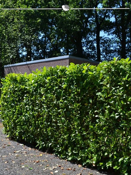Laurier Prunus Novita 160-180 cm, 8x Haagplant