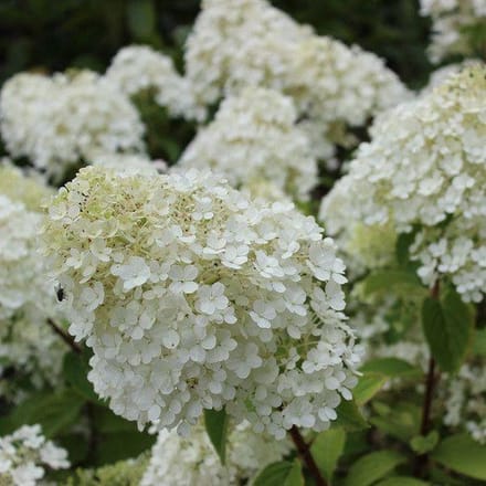 3x Hydrangea paniculata 'Bobo'® - Hortensia - Planthoogte 30-40 cm in pot