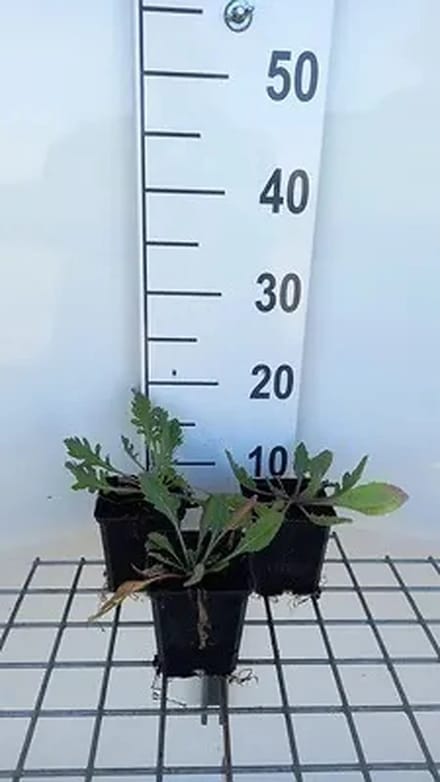 6x Kokardebloem - Gaillardia hybr. 'Tokayer' | 9x9 cm pot