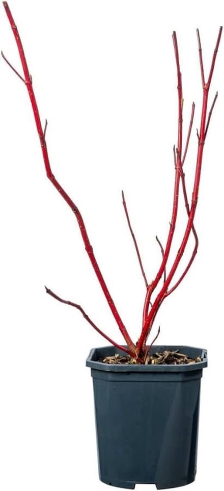 JUNAVERA Witte kornoelje Cornus alba 'Sibirica' | 12 cm pot | 35 cm bij levering