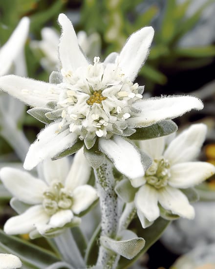 3 sets - Edelweiss Zaden Leontopodium Alpinum Meerjarig