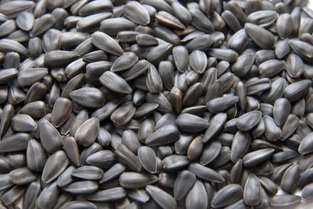 Tuinvogelvoer - Zonnebloempitten zwart - Ongepeld 10 kg