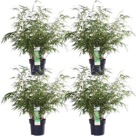 4x Fargesia rufa - ↨60cm - Ø19