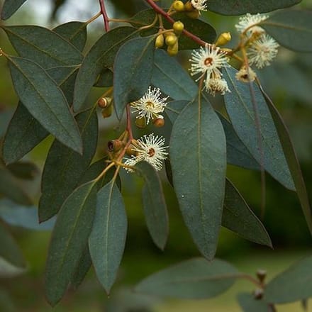 Eucalyptus Gunnii - Kardinaalsmuts 60-80 cm pot