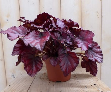 Warentuin natuurlijk - 2 stuks! Kamerplant Bladbegonia donkerroze