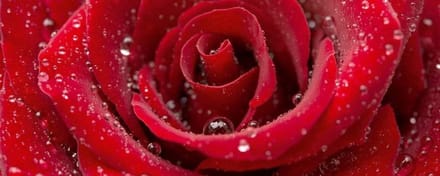 Fotobehang - Red Rose 375x150cm - Vliesbehang