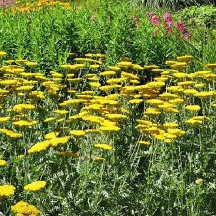 6 x Achillea 'Coronation Gold' - Duizendblad pot 9x9cm - Gouden bloemen, geveerd blad