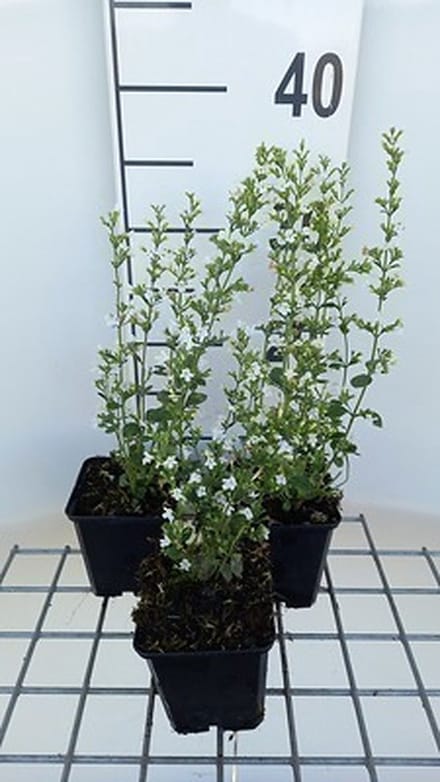 6x Steentijm - Calamintha nep. 'White Cloud' | 9x9 cm pot