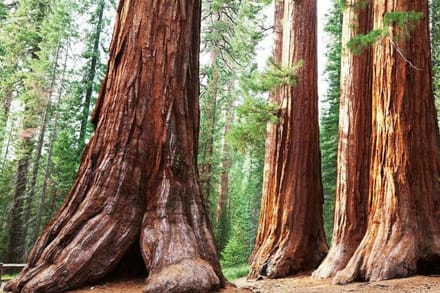 Fotobehang - Sequoia 375x250cm - Vliesbehang
