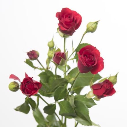 10x Rosa mirabel 70cm